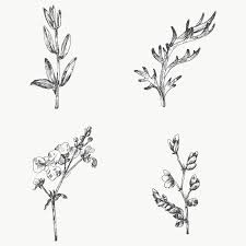Download Premium Png Of Hand Drawn Plants Collection Transparent Png How To Draw Hands Plant Collection Hand Drawn Flowers