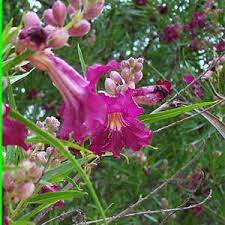 Top quality flowering trees that are hand selected. Top 13 Flowering Trees For Small Gardens