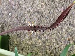 Image result for Bulbostylis megastachys