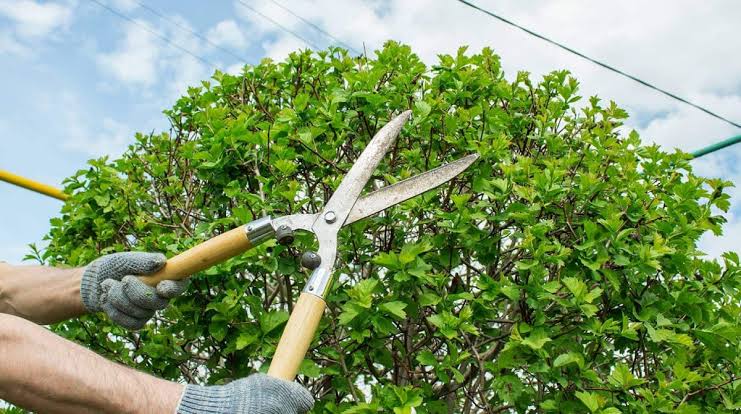 Tree pruning service to maintain shape and structure