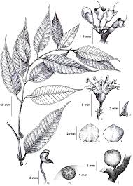 Image result for Memecylon sp. D