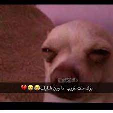 pin by 3 n a d al fayez on hhhh dogs animals