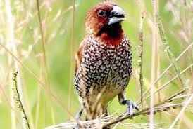 Burung pipit menimbulkan kerusakan berat apabila terjadi perbedaan waktu tanam yang signifikan (lebih dari 3 minggu) pada hamparan sawah di sekitarnya. X3psa1fqmkzzhm