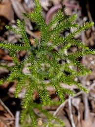 Image result for Lycopodiella cernua