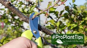 Summer pruning can be used, however, to slow down overly vigorous trees or trees that are too large. Pruning Fruit Trees Naturehills Com
