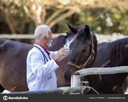 Las medidas de prevención seguirán siendo necesarias. Vacunacion Del Caballo Imagenes Fotos De Stock Libres De Derechos Depositphotos