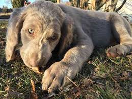 Image result for výmarský dlouhosrstý ohař