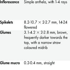 Image result for Schoenoplectus muriculatus