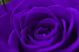 Purple Rose Wallpapers Top Free Purple Rose Backgrounds Wallpaperaccess Find over 100+ of the best free purple rose images. purple rose wallpapers top free