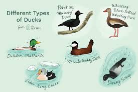 12 Different Types Of Ducks With Examples