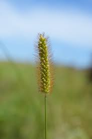 Image result for Setaria pseudaristata