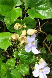 Image result for Thunbergianthus