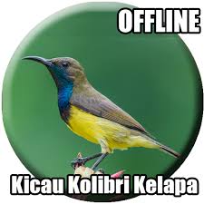 Burung kolibri dikenal sebagai hewan yang mempunyai bulu gemerlap. Suara Burung Kolibri Kelapa Mp3 Apps Bei Google Play