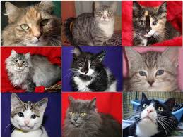 Cat tail kitties rescue in macomb, mi has pets available for adoption. Adopt A Cat Or Kitten And Save A Life