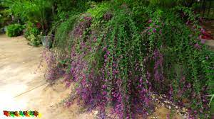 Find help and information on lespedeza thunbergii thunberg thunberg bush clover desmodium penduliflorum, including varieties and pruning advice. Amazing Pollinator Shrub Lespedeza Thunbergii Youtube