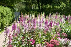Maybe you would like to learn more about one of these? Flower Garden In Williamsburg Virginia Stock Photos Freeimages Com