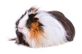 I hope you enjoy looking around my website. Guinea Pigs With Long Hair Choosing A Guinea Pig Guinea Pigs Guide