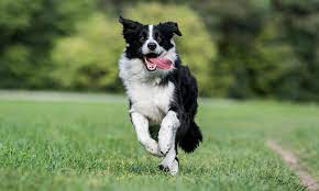 Border Collie Breed Characteristics Care Photos Bechewy