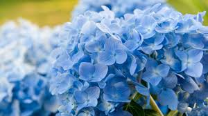 Image result for Hydrangea