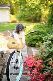 epingle par christine pelletier sur animaux bicyclette bicyclettes animaux