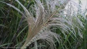 We did not find results for: Kembang Tebu Arane Gleges Youtube