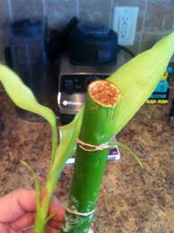 Lucky bamboo plants are common houseplants, and are fun and easy to grow. Fighting To Save Lucky Bamboo