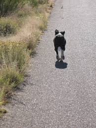 We did not find results for: Why Doesn T My Dog Listen To Me