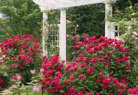 Landscaping with knockout roses pictures. Easy Roses To Grow The Old Farmer S Almanac