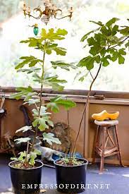 Tips for fertilizing potted fig trees. How To Overwinter Potted Trees Readjust Them In Spring Empress Of Dirt