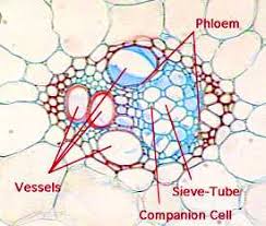 Stemstructure