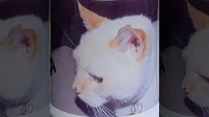 Deceased cat gets voter registration application in the mail