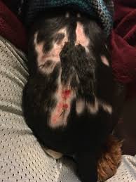 Pet kare clinic provides 24/7 emergency care for your pet. Pet Care Clinic 1067 Southfield Rd Lincoln Park Mi 48146 Yp Com