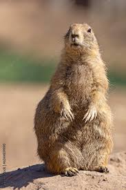 Image result for Cynomys gunnisoni obrázek