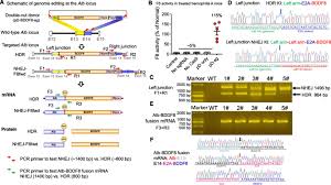 Review of existing and proposed targets. Curing Hemophilia A By Nhej Mediated Ectopic F8 Insertion In The Mouse Genome Biology Full Text