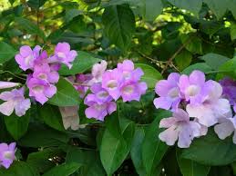 Image result for Adenocalymma