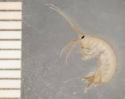 Image result for Rhaptopetalum evrardii