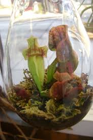 Pitcher Plant Teardrop Terrarium Pitcher Plant Terrarium Plants For Sale Purple Pitcher Plant