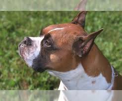 Only guaranteed quality, healthy puppies. Boxer Dogs For Adoption In Usa Page 1 10 Per Page Puppyfinder Com