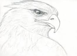 November 11th is the day we celebrate veterans day and honor those that served in our armed forces. How To Draw A Realistic Eagle Golden Eagle Step By Step Birds Animals Free Online Drawing Tutor Realistic Drawings Realistic Animal Drawings Eagle Drawing