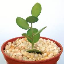 Image result for Xerosicyos