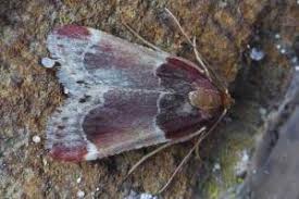 Image result for Pyralis lienigialis