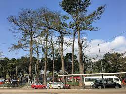 four tallest cotton trees 美洲種木棉樹 in victoria park hong kong victoria park hong kong street view