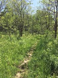 ‫غابة‬‎ ile ilgili görsel sonucu