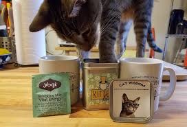 Fat cat zoom around the room, organic catnip 0.5 oz pack of 1: Review Pet Winery S Kittea Catnip Tea Bags That Cat Blog