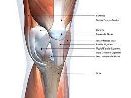 Related online courses on physioplus. Anatomy Of Knee