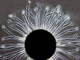 Image result for Uncinula necator