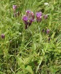 Image result for Nidorella pinnata