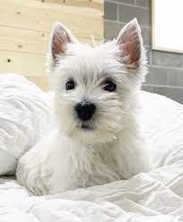 Pin By Karina Cazarez On Puppy Room Westie Puppies Westie Dogs Westie Terrier
