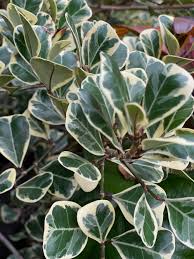Image result for Ficus natalensis