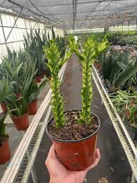 Image result for Euphorbia williamsonii